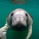 boatmanatee