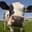 MooCows
