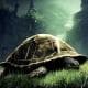 aTurtle