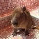 capybaralover24