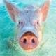 TampaBayOfPigs